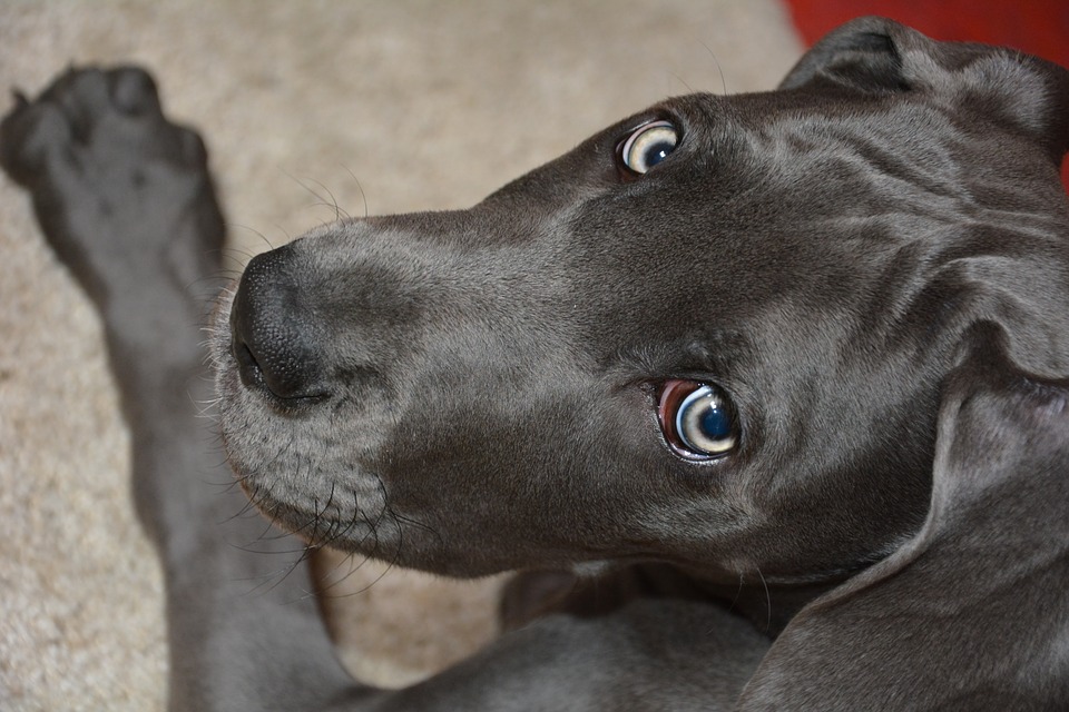 Ortodoksyjni Żydzi a pies