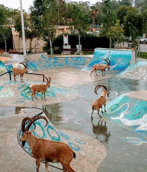 Izrael Pustynia Negew Koziorozce Nubijskie