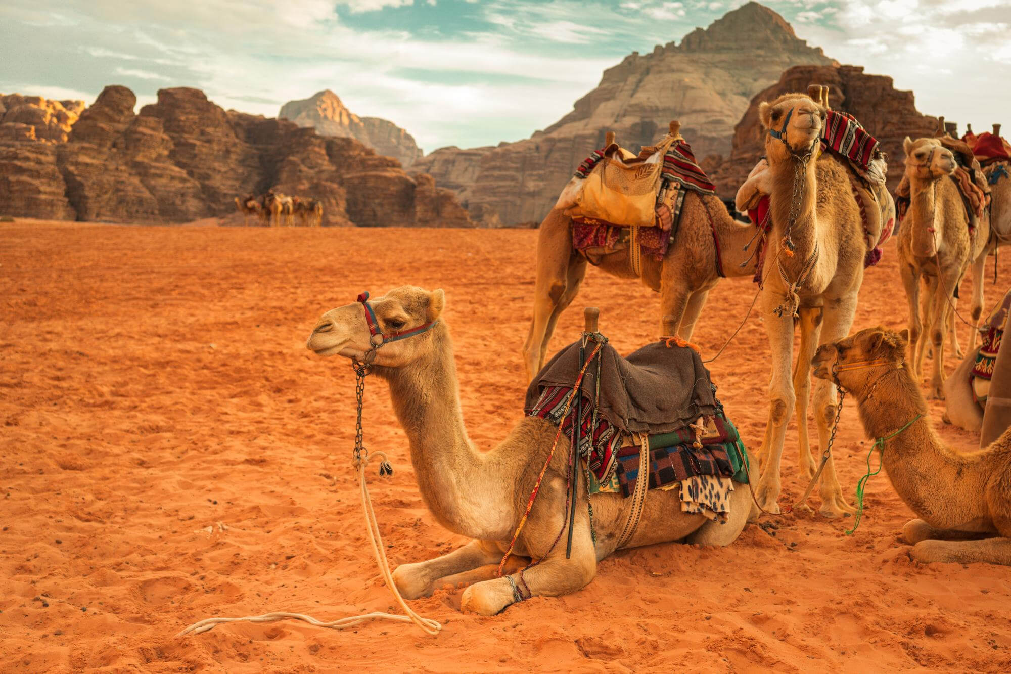 camels-wadi-rum-1.jpg